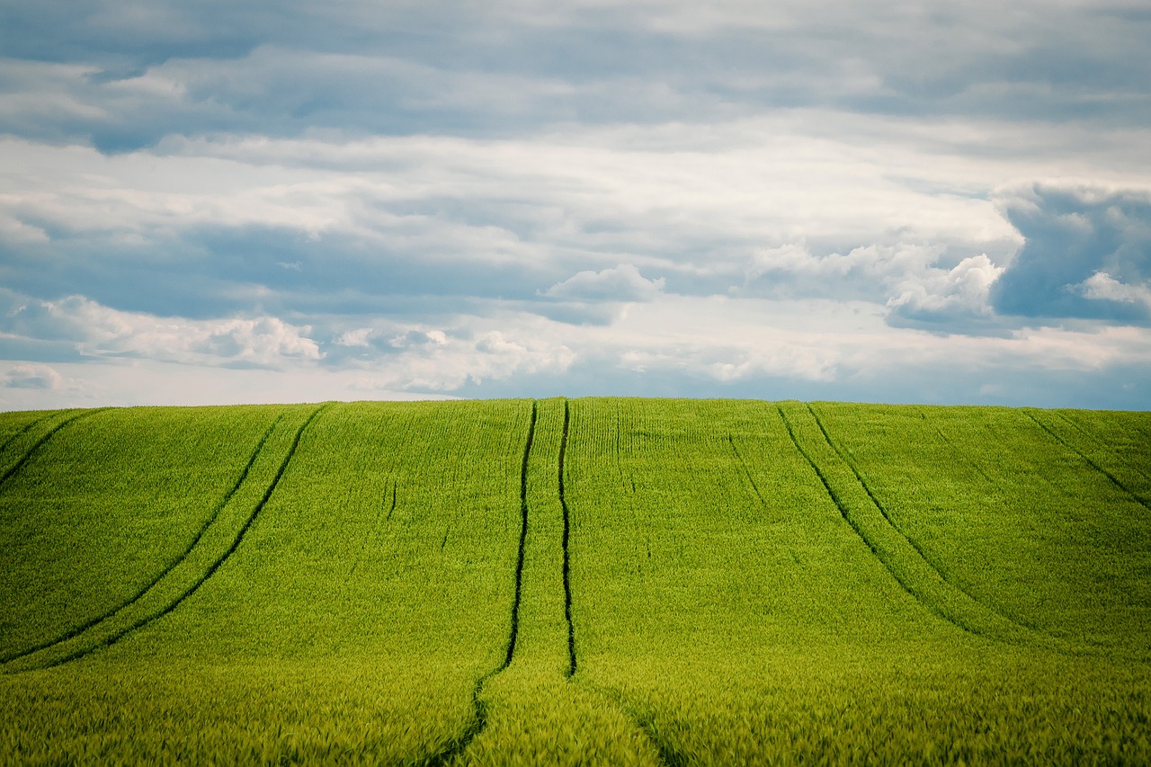 Barley field